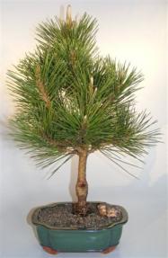 Japanese Black Pine Bonsai Tree - Large <br><i>(pinus thunbergii 