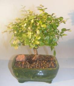 Flowering Sweet Plum Bonsai Tree<br><i>(sageretia theezans)</i>