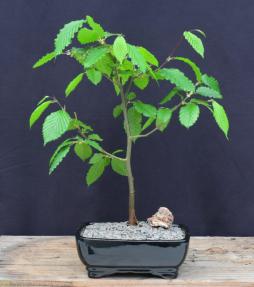 European Hornbeam Bonsai Tree<br><i>(carpinus betulus)</i>