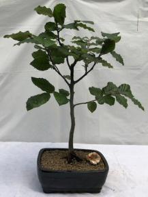 European Beech Bonsai Tree<br><i>(fagus sylvatica)</i>