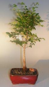 Elsmo Lacebark Elm<br><i>(ulmus parvifolia 'Elsmo')</i>