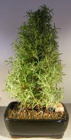 Flowering Rosemary Bonsai tree<br><i>(rosmarinus officinalis) </i>