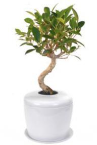 Ficus Retusa Curved Trunk Bonsai Tree &<br> Porcelain Ceramic Cremation Urn <br>with Matching Humidity / Drip Tray