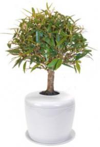 Willow Leaf Ficus Bonsai Tree <i>(ficus nerifolia/salisafolia)</i><br> and Porcelain Ceramic Cremation Urn<br>with Matching Humidity / Drip Tray