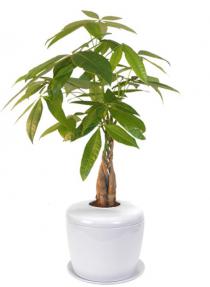 Braided Money Bonsai Tree <i>(pachira aquatica)</i><br> and Porcelain Ceramic Cremation Urn<br>with Matching Humidity / Drip Tray