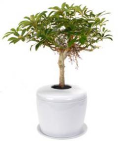 Hawaiian Umbrella Bonsai Tree <i>(arboricola schefflera 'luseanne')</i><br> and Porcelain Ceramic Cremation Urn<br>with Matching Humidity / Drip Tray