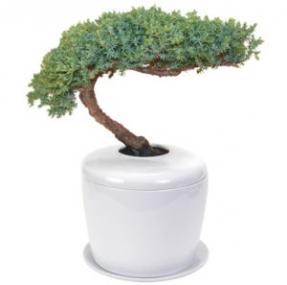 Traditional Windswept Juniper Bonsai Tree <i>(juniper procumbens 