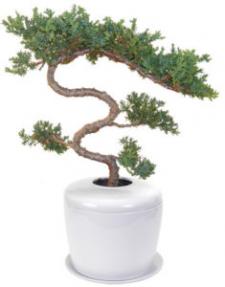 Trained & Tiered Juniper Tree <i>(juniper procumbens 