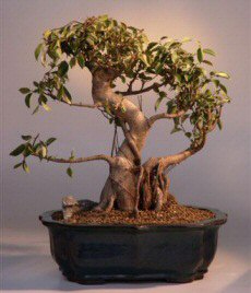 Taiwan Ficus Bonsai Tree<br><i>(ficus retusa)</i>