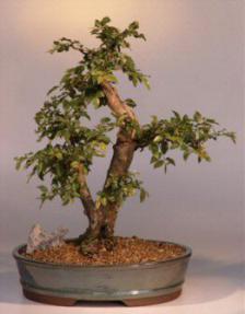 Sweet Plum Bonsai Tree<br><i>(sageretia theezans)</i>