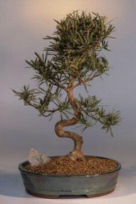 Podocarpus Bonsai Tree<br><i>(podocarpus macrophyllus)</i>