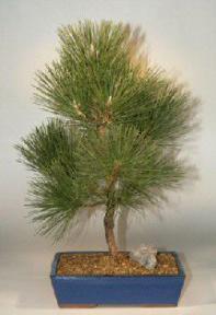 Japanese Black Pine Bonsai Tree  - 17