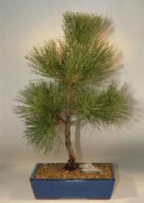 Japanese Black Pine Bonsai Tree- 17