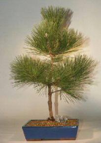 Japanese Black Pine Bonsai Tree - 20