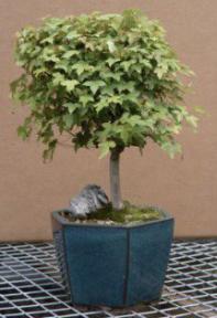 Trident Maple - 12