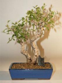 Taiwan Ficus Bonsai Tree<br><i>(ficus retusa)</i>