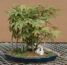 Japanese Maple Forest Bonsai Tree - 12