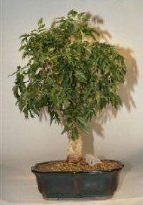 Ming Aralia Bonsai Tree - 15