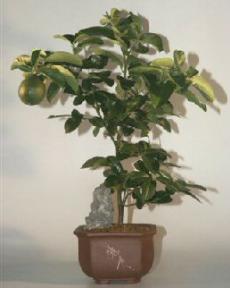 Lemon Bonsai Tree - 19