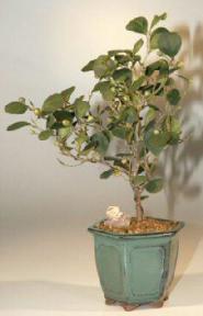 Mistletoe Fig Bonsai Tree<br>(ficus diversifolia)