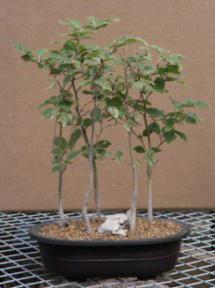 Japanese Beech Bonsai Tree - Forest - 16