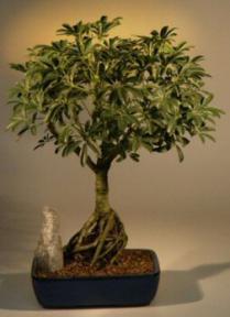 Hawaiian Umbrella Bonsai Tree- 13