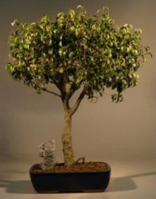 Ficus Too Little - 18