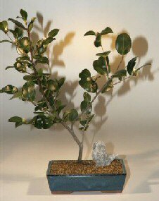 Camellia Bonsai Tree-14