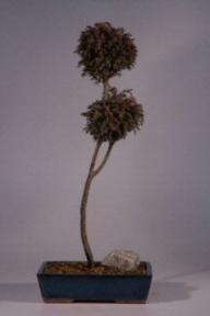Blue Moss Cypress Bonsai Tree - Pom Pom - 9