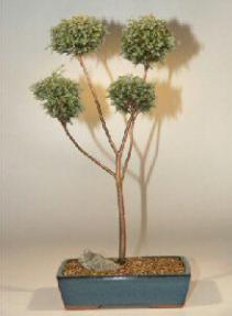 Blue Moss Cypress Pom-Pom Bonsai Tree - 9