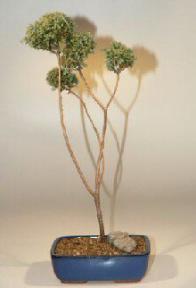 Blue Moss Cypress Pom-Pom Bonsai Tree - 8