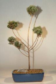 Blue Moss Cypress Pom-Pom Bonsai Tree - 10