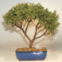 Dwarf Golden Sawara Cypress-16