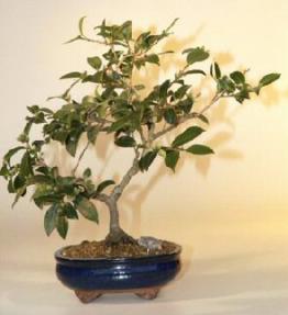 Camellia Bonsai Tree - 18