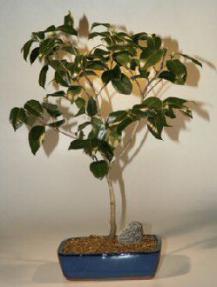 Camellia Bonsai Tree-20