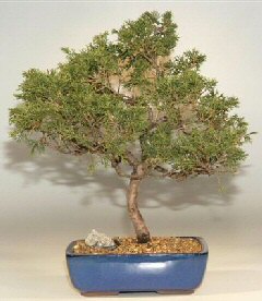 Shimpaku Bonsai Tree-14