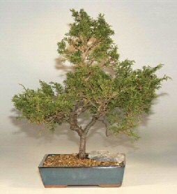 Shimpaku Bonsai Tree-15