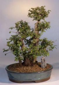 Sweet Plum Bonsai Tree<br><i>(sageretia theezans)</i>