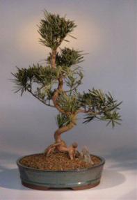 Podocarpus Bonsai Tree<br><i>(podocarpus macrophyllus)</i>