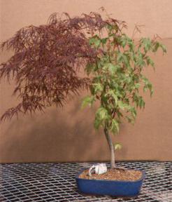 Japanese Red Laceleaf Maple Bonsai Tree - 25