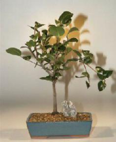 Camellia Bonsai Tree-15