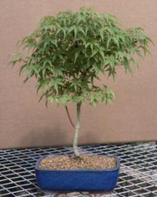 Japanese Green Maple Bonsai Tree - 13