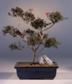 New Zealand Tea Rose Bonsai Tree<br><i>(leptospermum)</i>