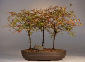 Heavenly Bamboo Bonsai Tree<br><i>(nandina domestica 'firepower')</i>