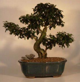 Ligustrum Bonsai Tree<br><i>(ligustrum lucidum)</i>