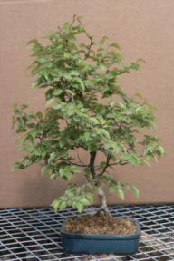 Korean Hornbeam Bonsai Tree - 14