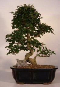 Ligustrum Bonsai Tree<br><i>(ligustrum lucidum)</i>