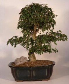 Ligustrum Bonsai Tree<br><i>(ligustrum lucidum)</i>