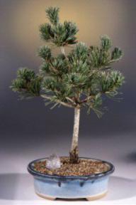 Japanese White Pine Bonsai Tree<br><i>(pinus parvifolia 'adocks')</i>