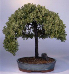 Juniper Bonsai Tree<br><i>(juniper procumbens 'nana')</i>